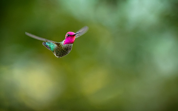 Humming Bird