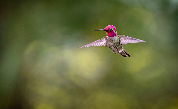 Humming Bird