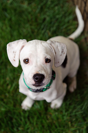 East Bay Animal Rescue & Refuge