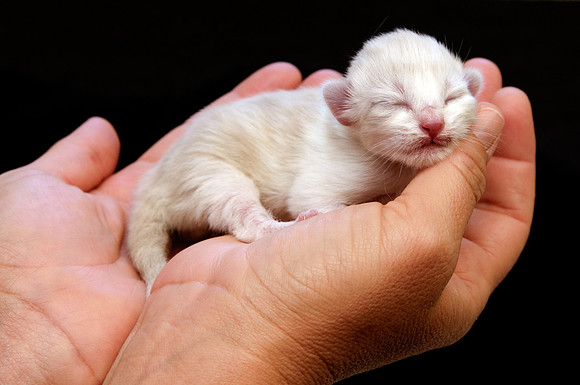 East Bay Animal Rescue & Refuge