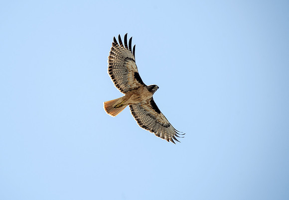 Hawks of Contra Costa County