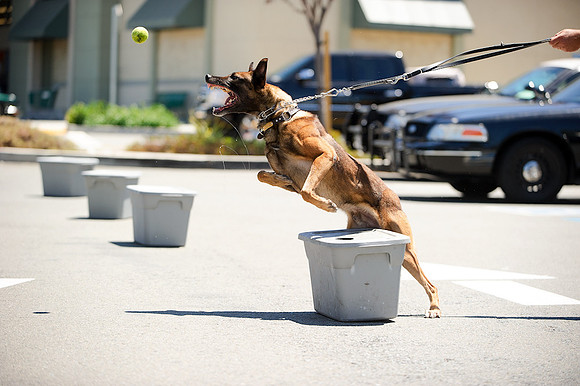 Concord PD K-9 Demo at Pet food express