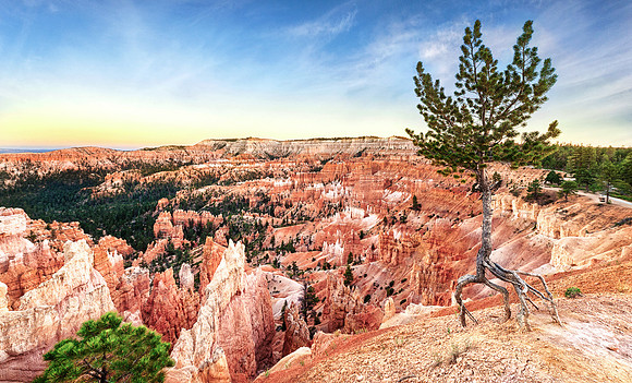 Walking Tree Bryce Canyon