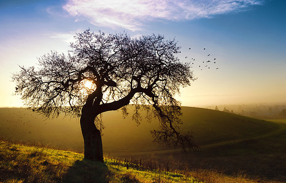 Lime Ridge open Space Concord, Ca