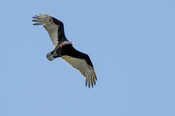 turkey vulture