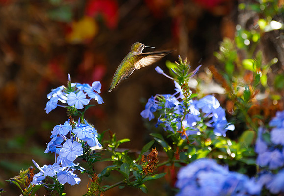 humming-bird
