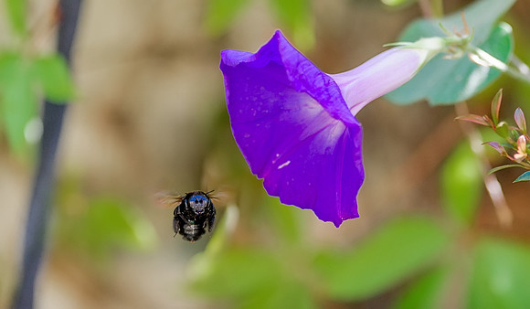 bumblebee