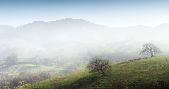 Morning Fog