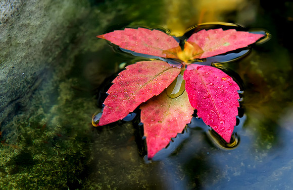 fall_10-10-2012_4
