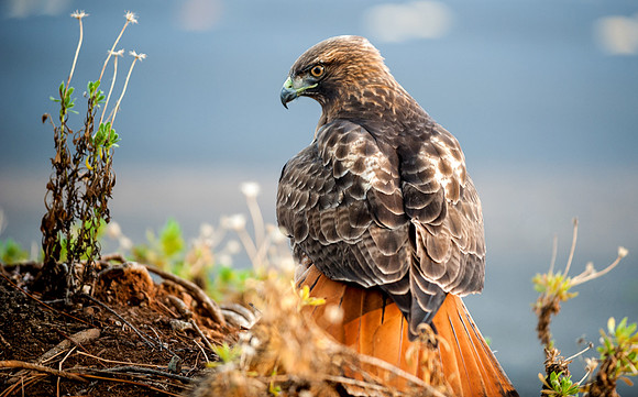 Red Tail Hawk