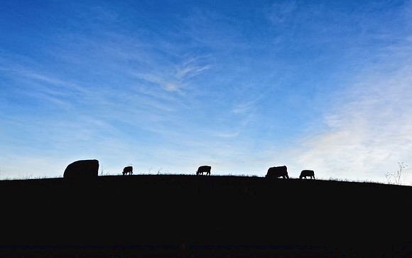 cows