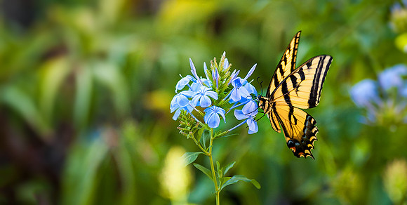 butterfly