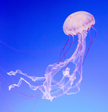 Jelly fish